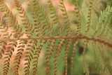 Polystichum setiferum RCP1-2020 (36).JPG